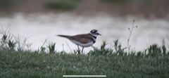 Charadrius vociferus