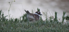 Charadrius vociferus