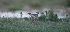 Charadrius vociferus