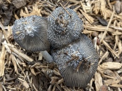 Coprinopsis cinerea