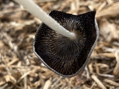 Coprinopsis cinerea
