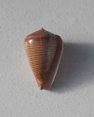 Conus figulinus