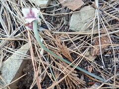 Calochortus elegans nanus