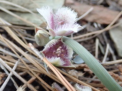 Calochortus elegans nanus
