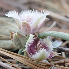 Calochortus elegans nanus