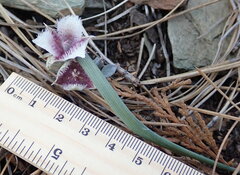 Calochortus elegans nanus