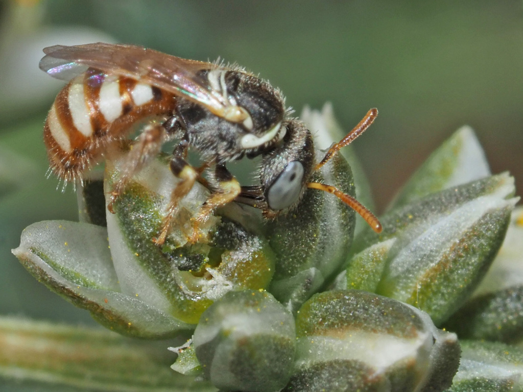 Cellariella fulviventris