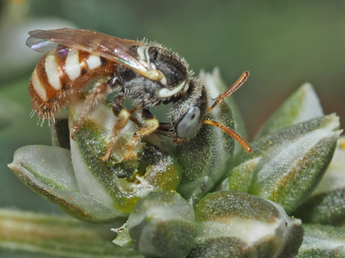Cellariella fulviventris