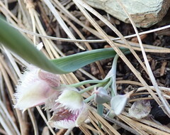 Calochortus elegans nanus