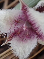 Calochortus elegans nanus