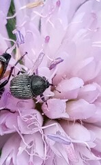 Cleopomiarus graminis