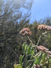 Eriodictyon traskiae smithii