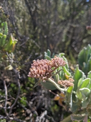 Eriodictyon traskiae smithii