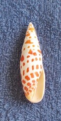 Mitra mitra
