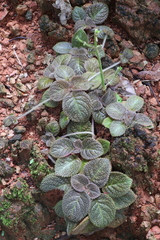Episcia lilacina