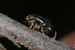 Clastoptera lineatocollis