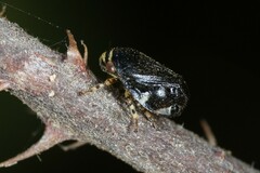 Clastoptera lineatocollis