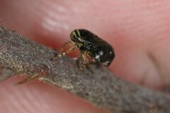 Clastoptera lineatocollis