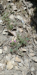 Navarretia linearifolia