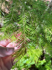 Abies sachalinensis