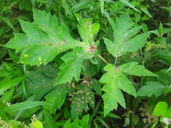 Heracleum dissectum