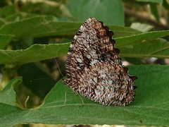 Elymnias nesaea