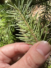 Abies sachalinensis