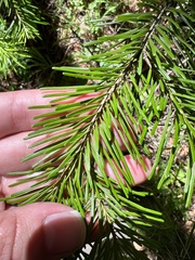 Abies sachalinensis