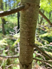 Abies sachalinensis