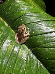 Pristimantis labiosus