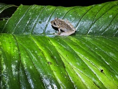 Pristimantis labiosus