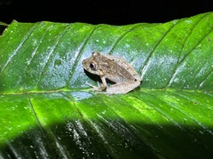Pristimantis labiosus