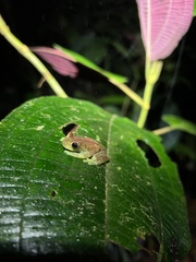 Pristimantis labiosus