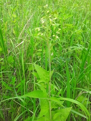 Parasenecio hastatus