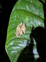 Pristimantis labiosus