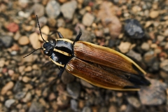 Epistomentis pictus