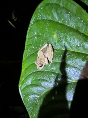 Pristimantis labiosus