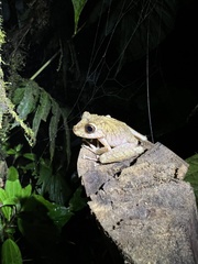 Pristimantis labiosus