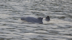 Sotalia fluviatilis