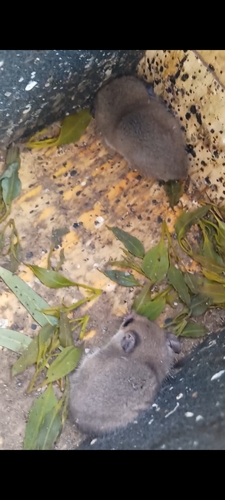 Southwestern Pygmy Possum
