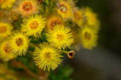 Verticordia rutilastra