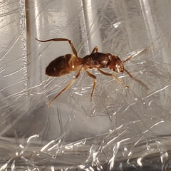 Lasius subumbratus