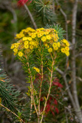 Verticordia rutilastra