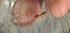Lasius subumbratus