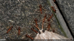 Anoplolepis gracilipes