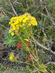 Verticordia rutilastra