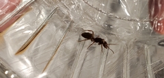 Lasius subumbratus
