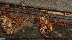 Anoplolepis gracilipes