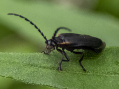 Polemius laticornis