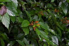 Hamelia patens image